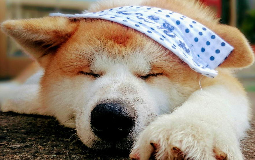 秋田犬